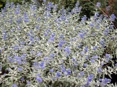 Caryopteris × cland. 'Sterling Silver ® ' 